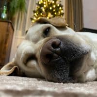 TikTok Account - garri_labr