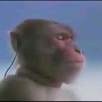 TikTok Account - pedradas_s2