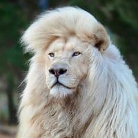 TikTok Account - animal.world150