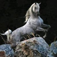 TikTok Account - elhawary102