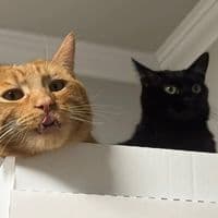 TikTok Account - milimikicats