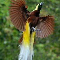 TikTok Account - papua_tiktok1