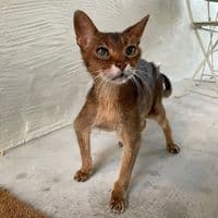 TikTok Account - meowitsfelix