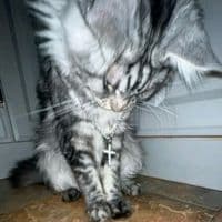 TikTok Account - rinaa_wxq