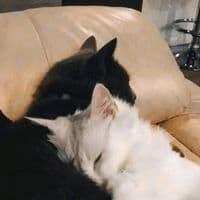 TikTok Account - irisallace_k