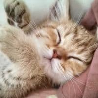 TikTok Account - peace.note3