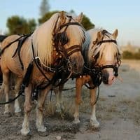 TikTok Account - laferrarilamercedes