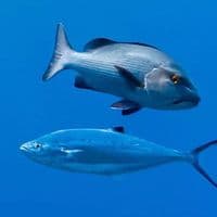 TikTok Account - sakme0w