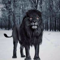 TikTok Account - alkrake99