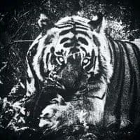 TikTok Account - c3n0z01c