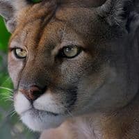 TikTok Account - marcktinckfuck34