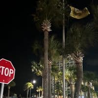 TikTok Account - ._adonias