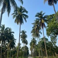 TikTok Account - pesisirpane