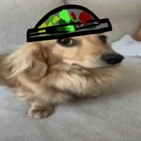 TikTok Account - sralexolaxd