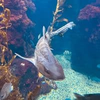 TikTok Account - ol1via_1