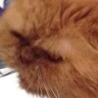 TikTok Account - laurasko123