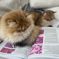 TikTok Account - surgicalpathology