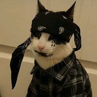 TikTok Account - kitty.kiddy