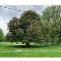 TikTok Account - tamar_ministries