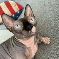 TikTok Account - nala.the.bambino