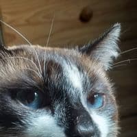 TikTok Account - beleinth