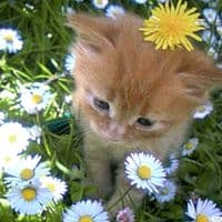 TikTok Account - sofi.esha