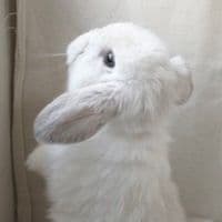 TikTok Account - flowersoffleshnblood