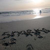 TikTok Account - sharks042