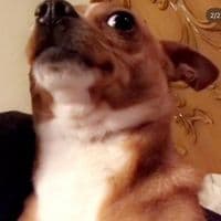 TikTok Account - laspendejadass_