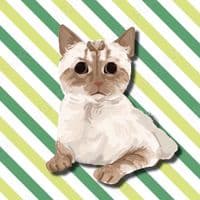 TikTok Account - sherlockthecat_official