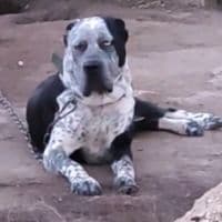 TikTok Account - _cristian_v7