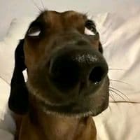 TikTok Account - lyricsjp_