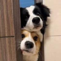 TikTok Account - velvettimestamps