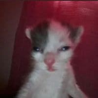 TikTok Account - julialthomas