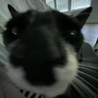 TikTok Account - bogmireslounge