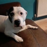 TikTok Account - rocky_the_staffy_dog