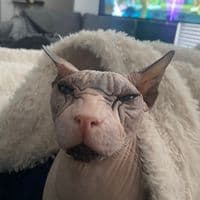 TikTok Account - alluringskull