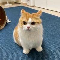 TikTok Account - wixspiam