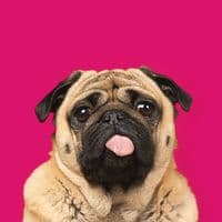 TikTok Account - thepetcollective