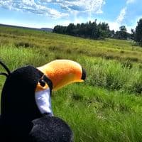 TikTok Account - las.aventuras.de.felipe