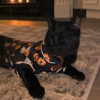 TikTok Account - spirittarot_