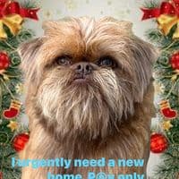 TikTok Account - zlatoslavanikolic