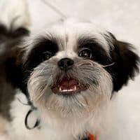 TikTok Account - nicotzuu