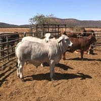 TikTok Account - sonkosi_miya