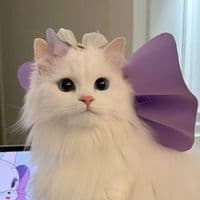 TikTok Account - yumikikikiki