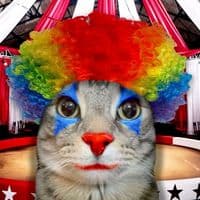 TikTok Account - iyangosling