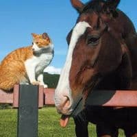 TikTok Account - no1meishodotofan