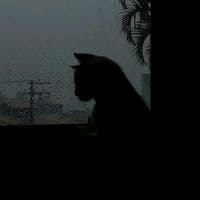 TikTok Account - ritmo_legendado