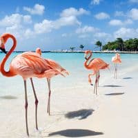 TikTok Account - arubaexcursions