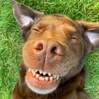 TikTok Account - good.boy.ollie